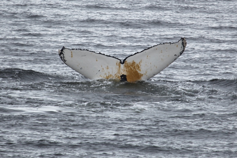 humpback